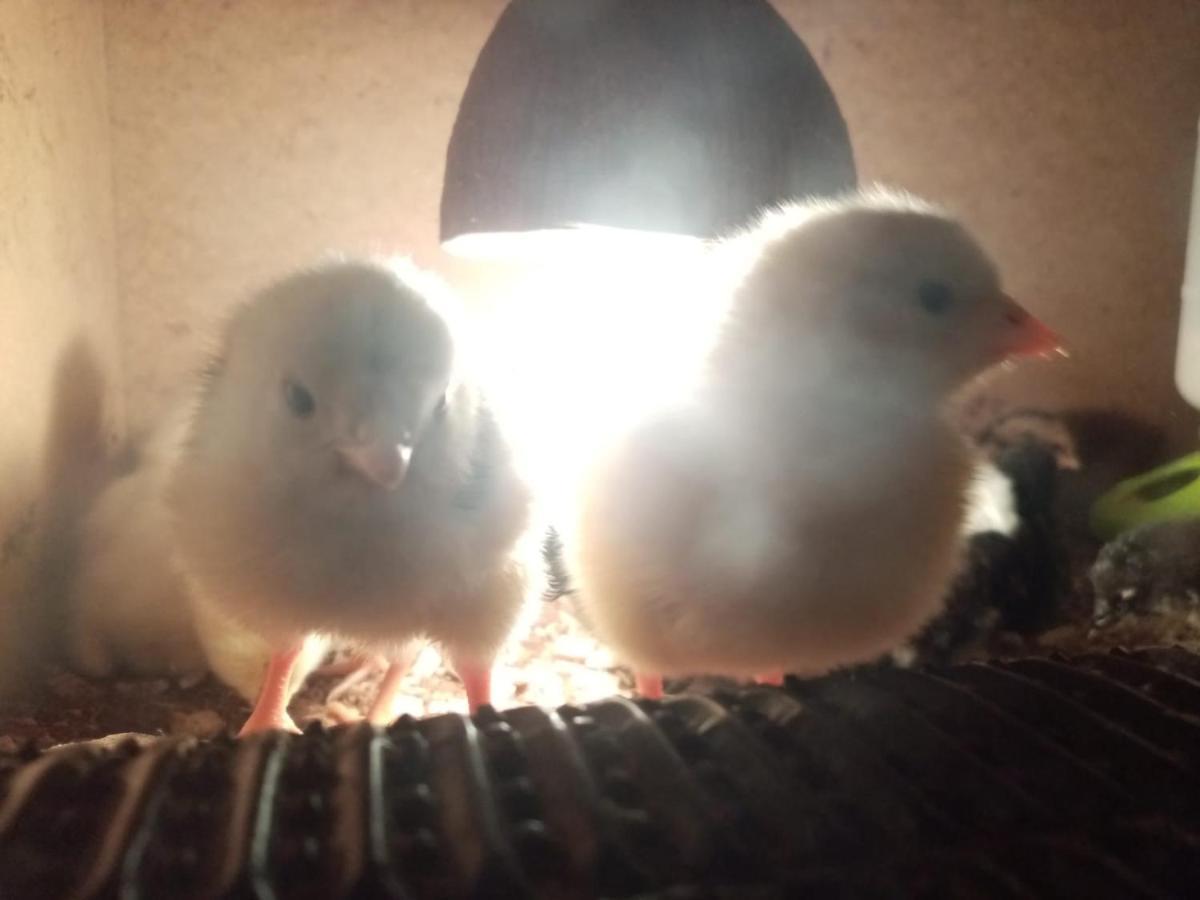 Farma Hermina Jilemnice Esterno foto
